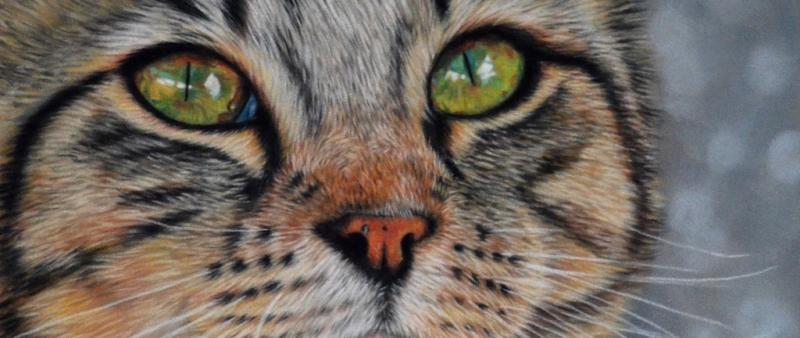 Katzen malen mit Softpastell auf Velourpapier